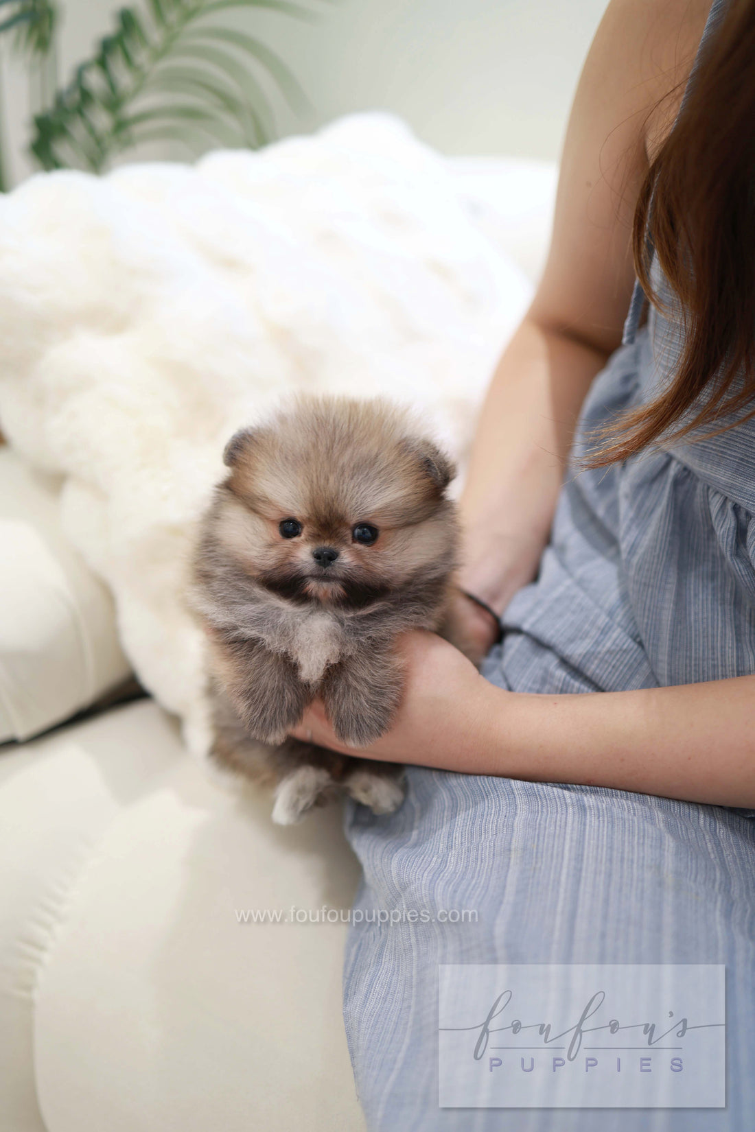 Souflé - Pomeranian F.