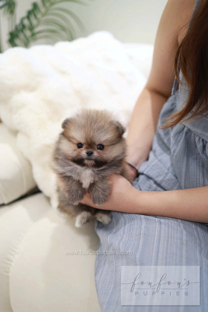 Souflé - Pomeranian F.