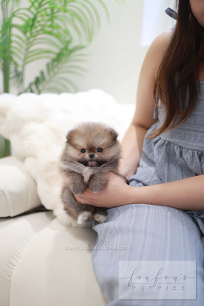 Souflé - Pomeranian F.