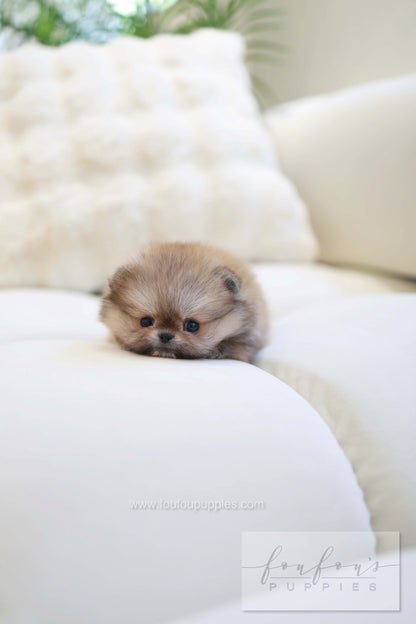 Souflé - Pomeranian F.