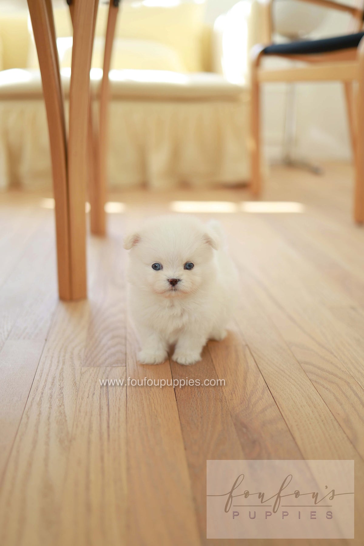 Odin - Maltipom M.