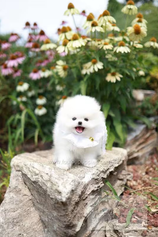 Maggie - Pomeranian F. - RESERVED