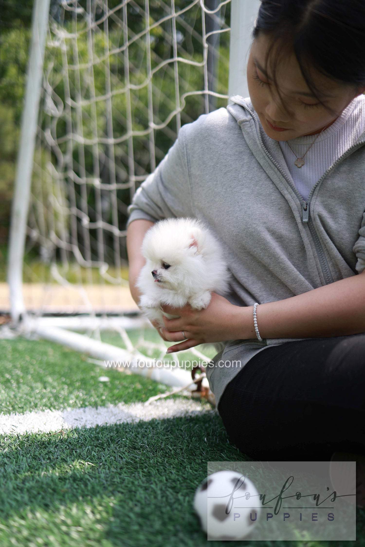 Jewel - Pomeranian F.