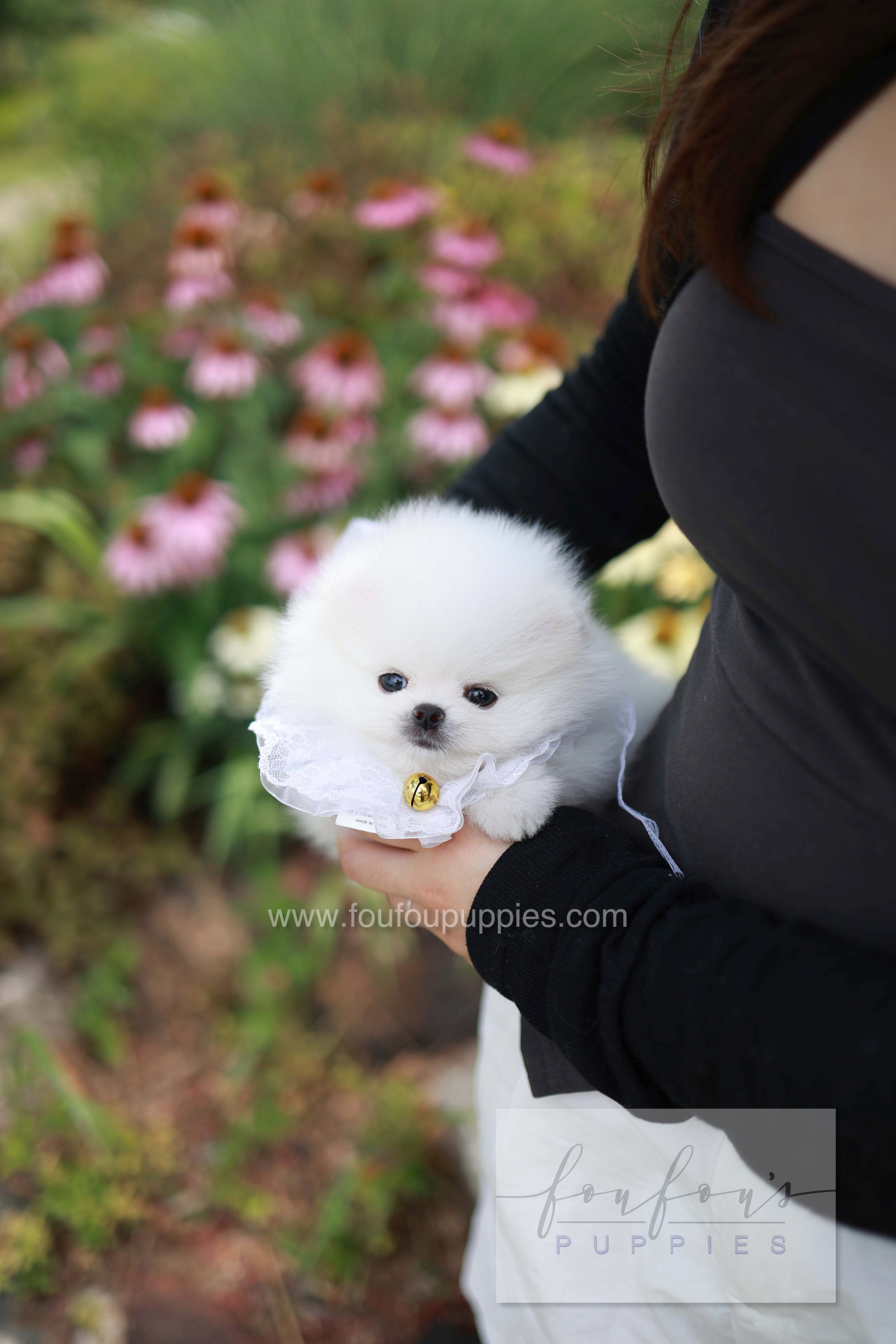 Maggie - Pomeranian F.