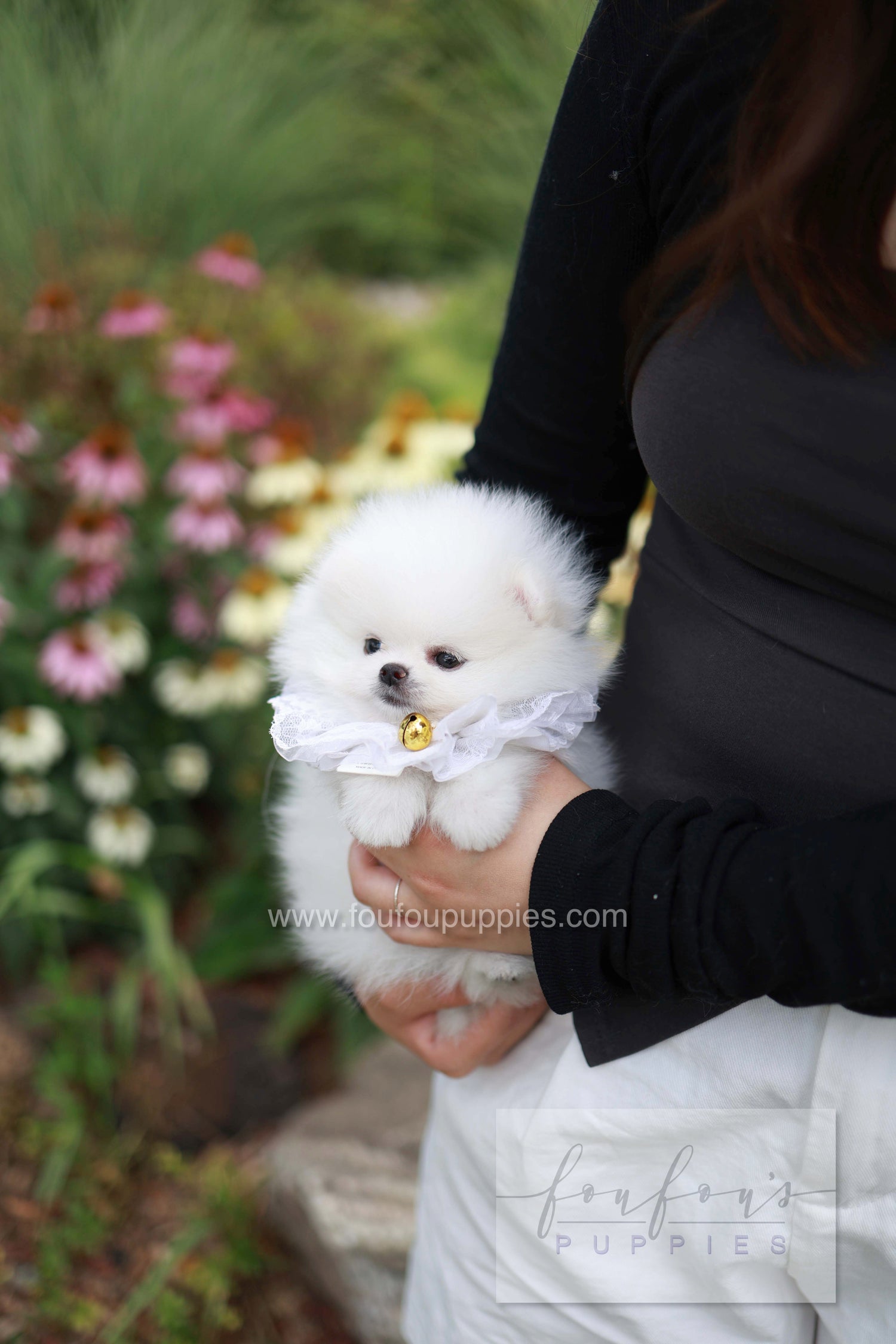 Maggie - Pomeranian F.