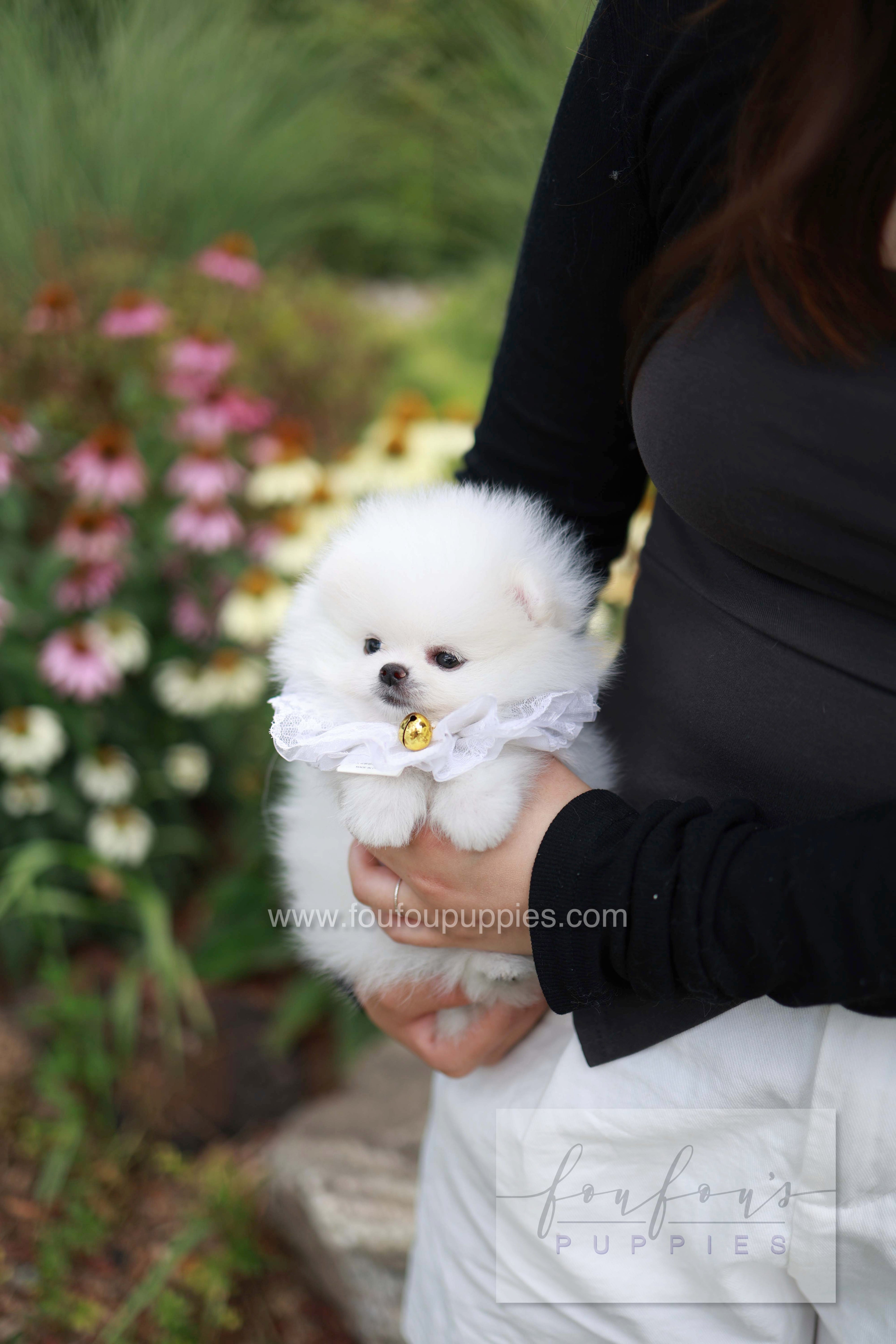 Maggie - Pomeranian F.