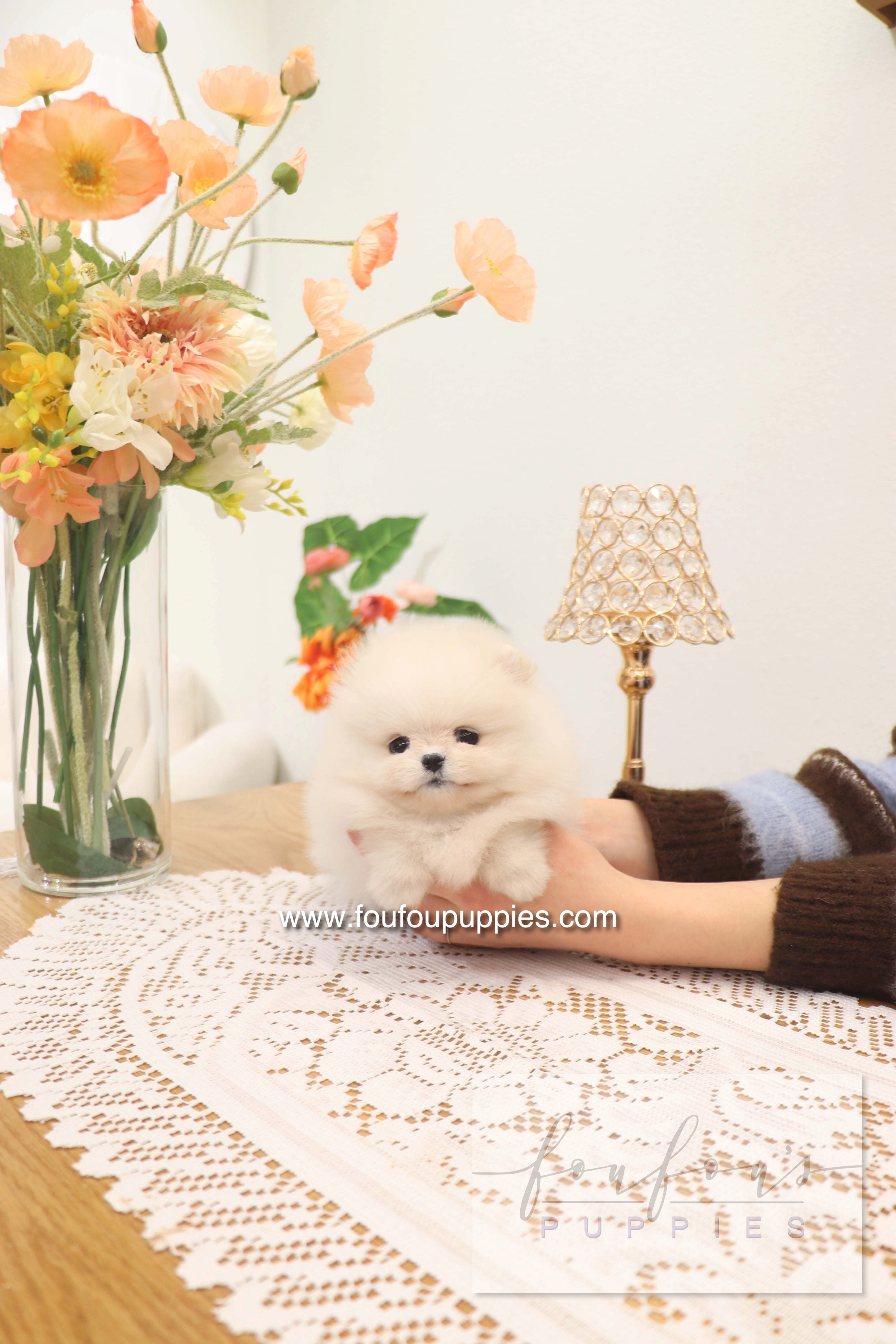 Jewel - Pomeranian F.