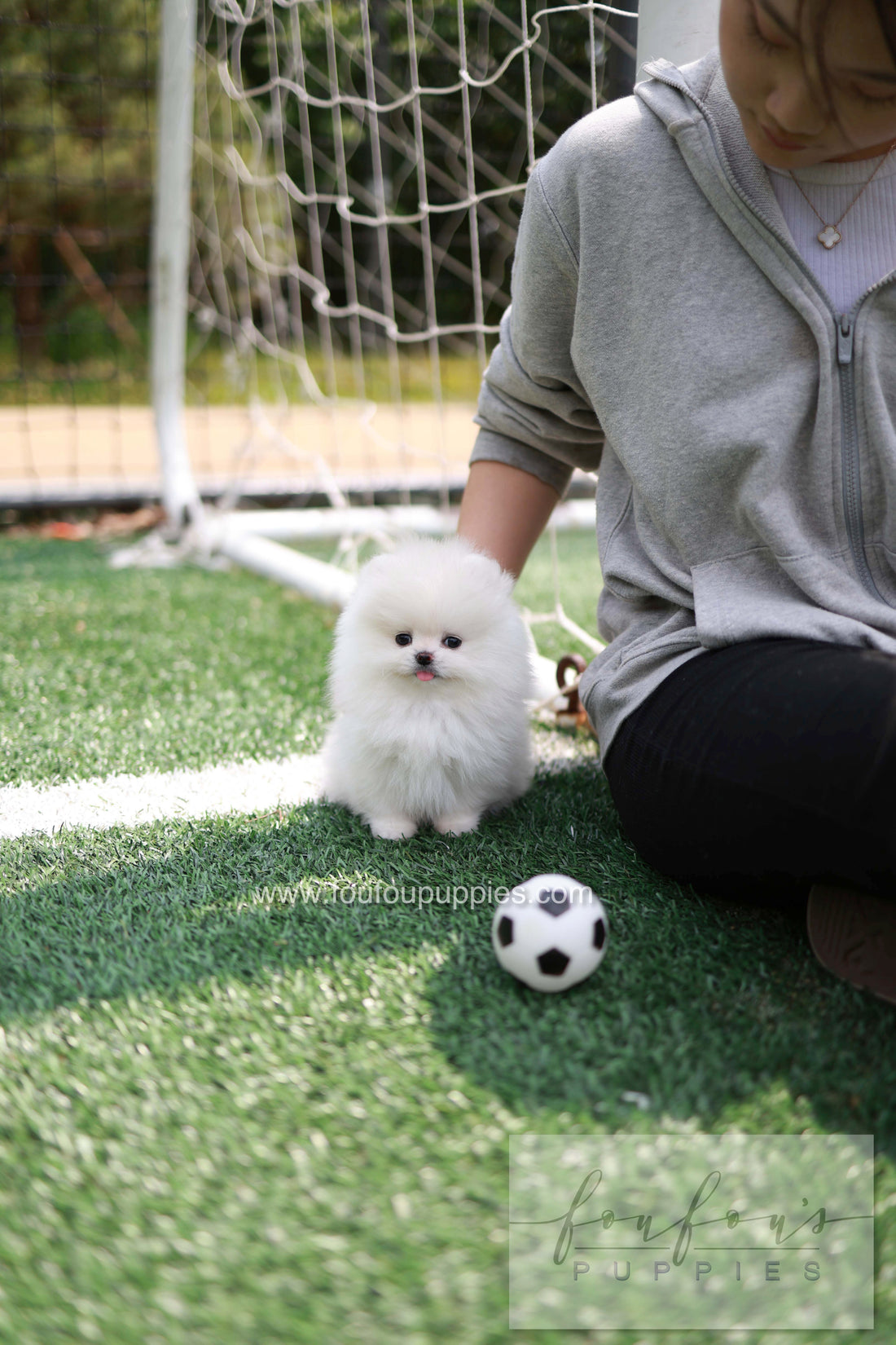 Jewel - Pomeranian F.
