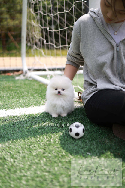 Jewel - Pomeranian F.