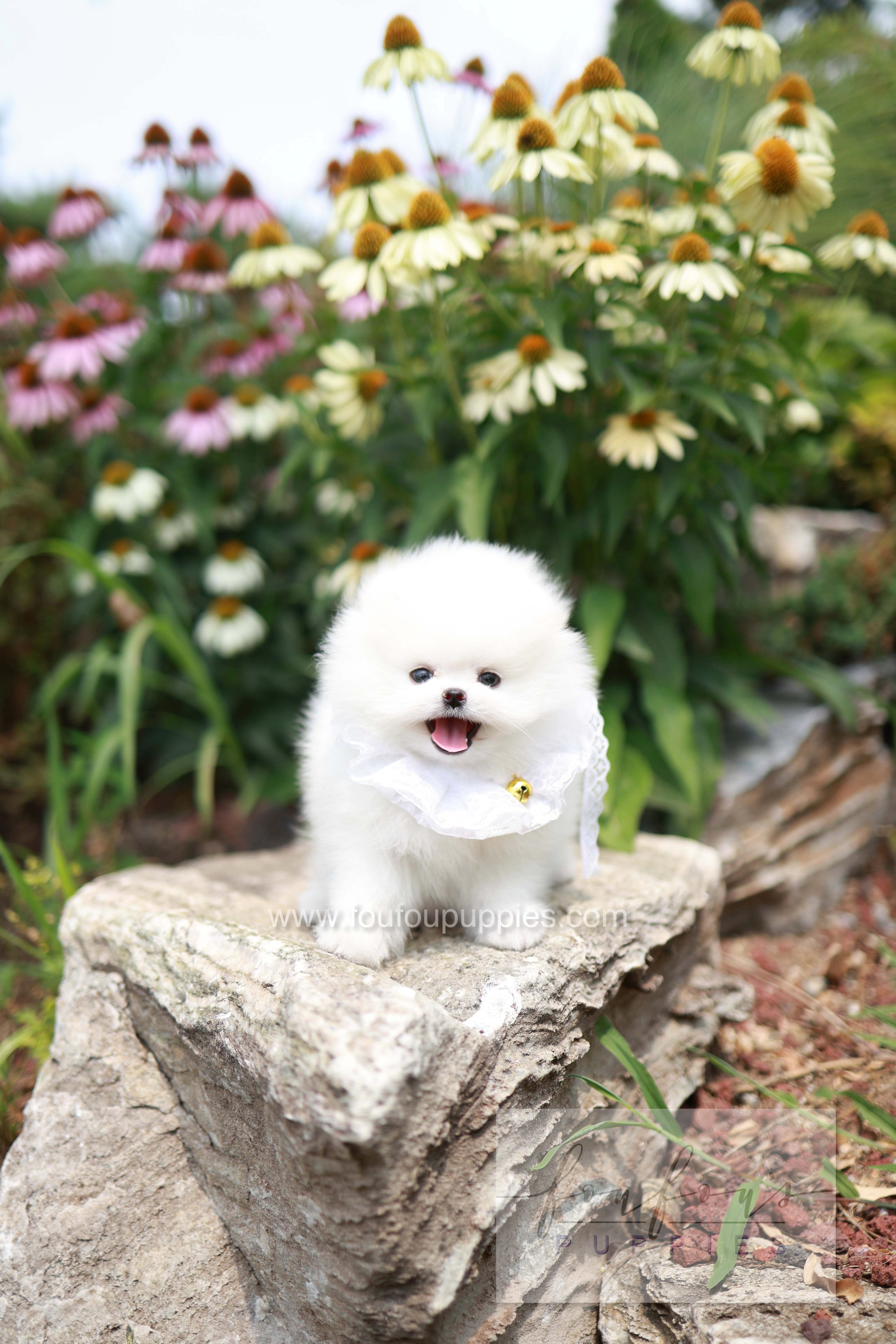 Maggie - Pomeranian F.