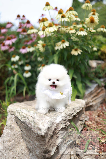 Maggie - Pomeranian F.