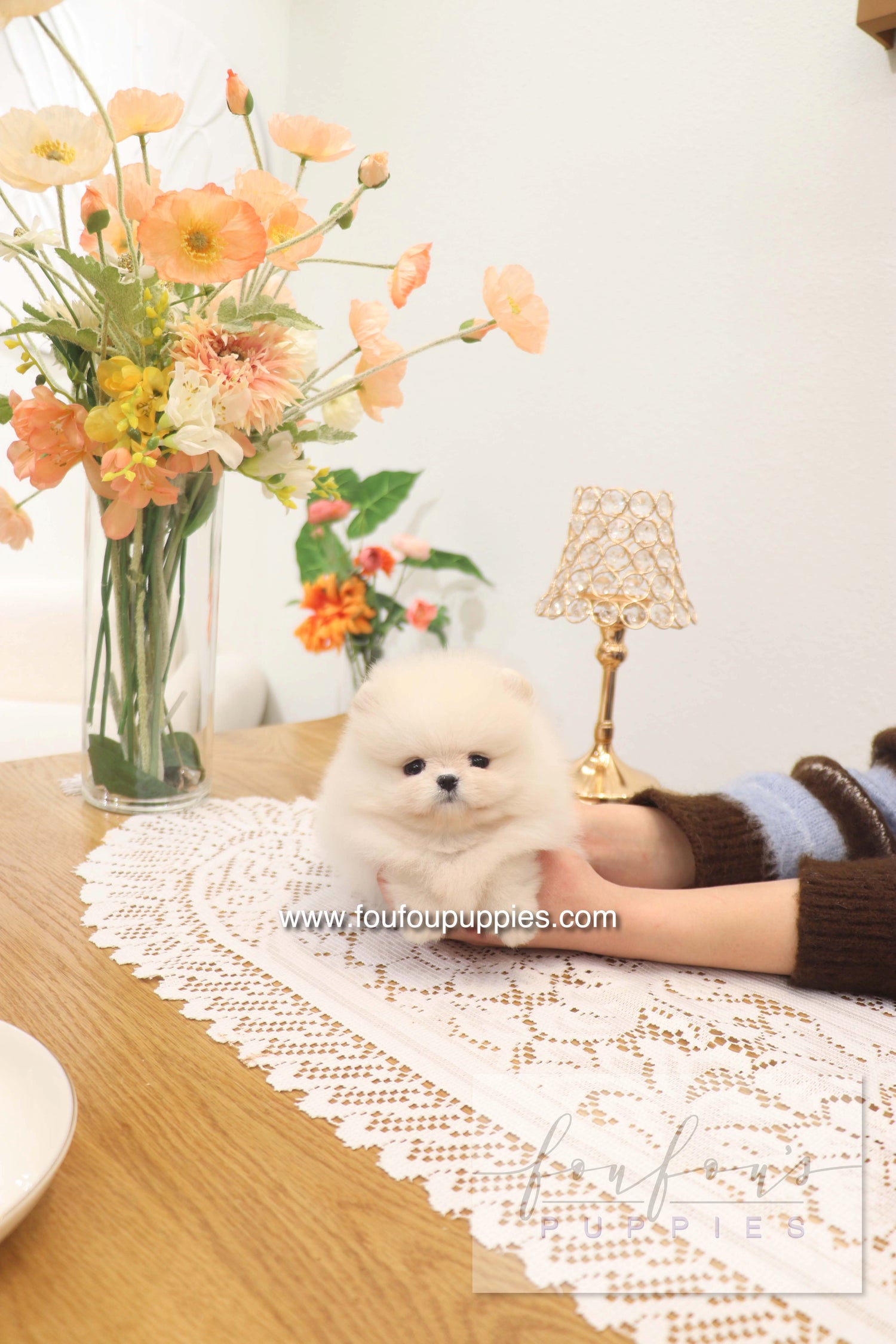 Jewel - Pomeranian F.