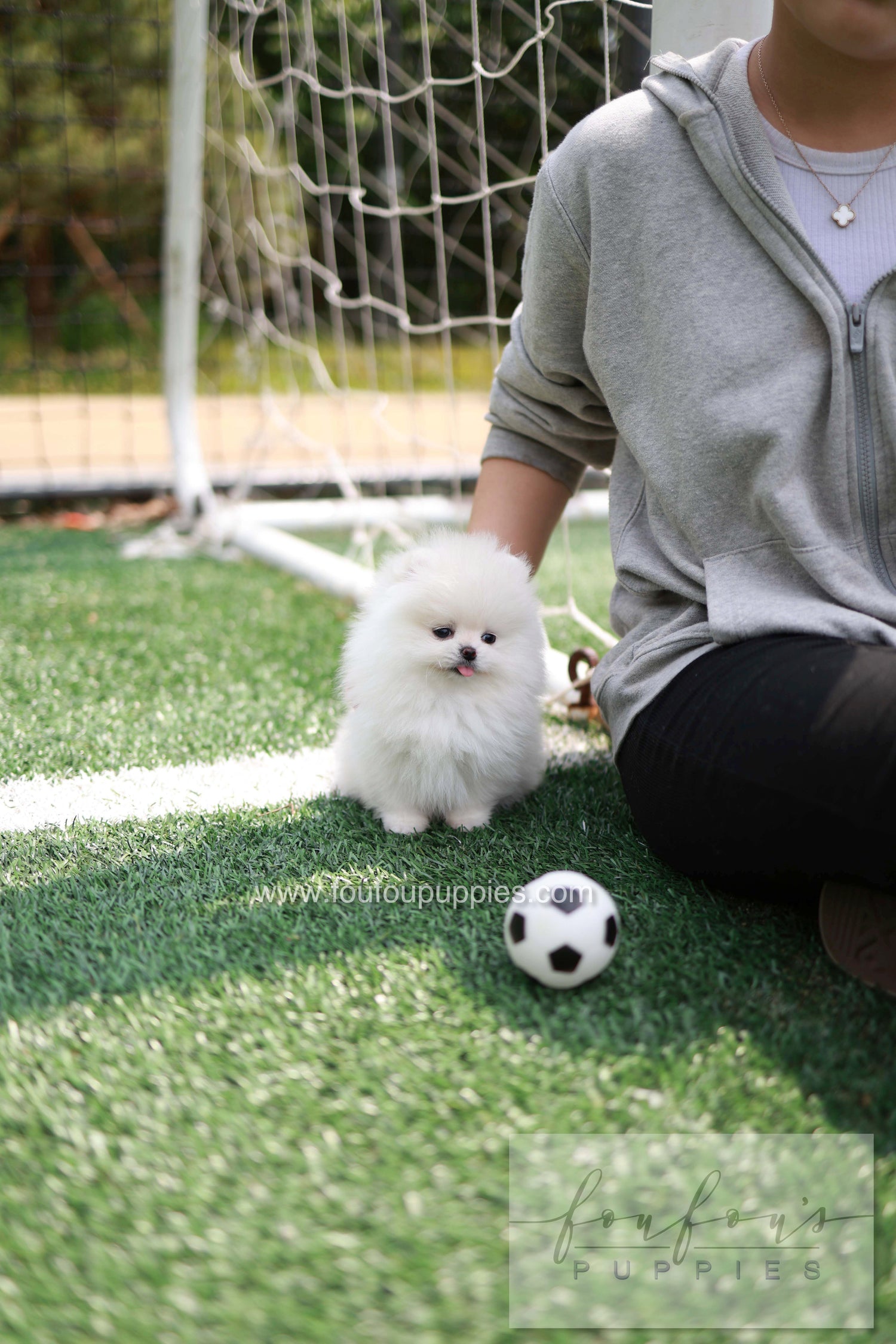 Jewel - Pomeranian F.