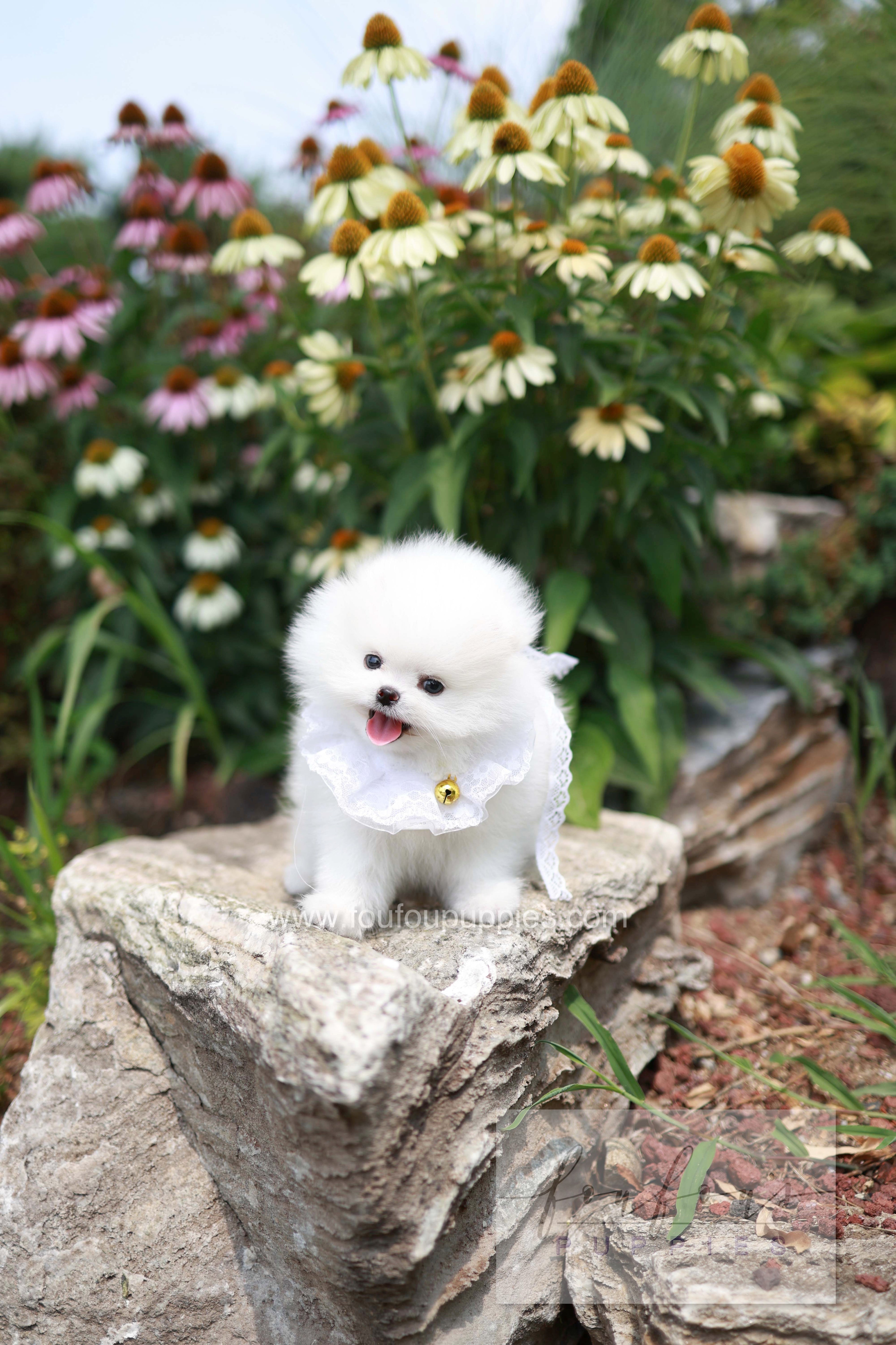 Maggie - Pomeranian F.
