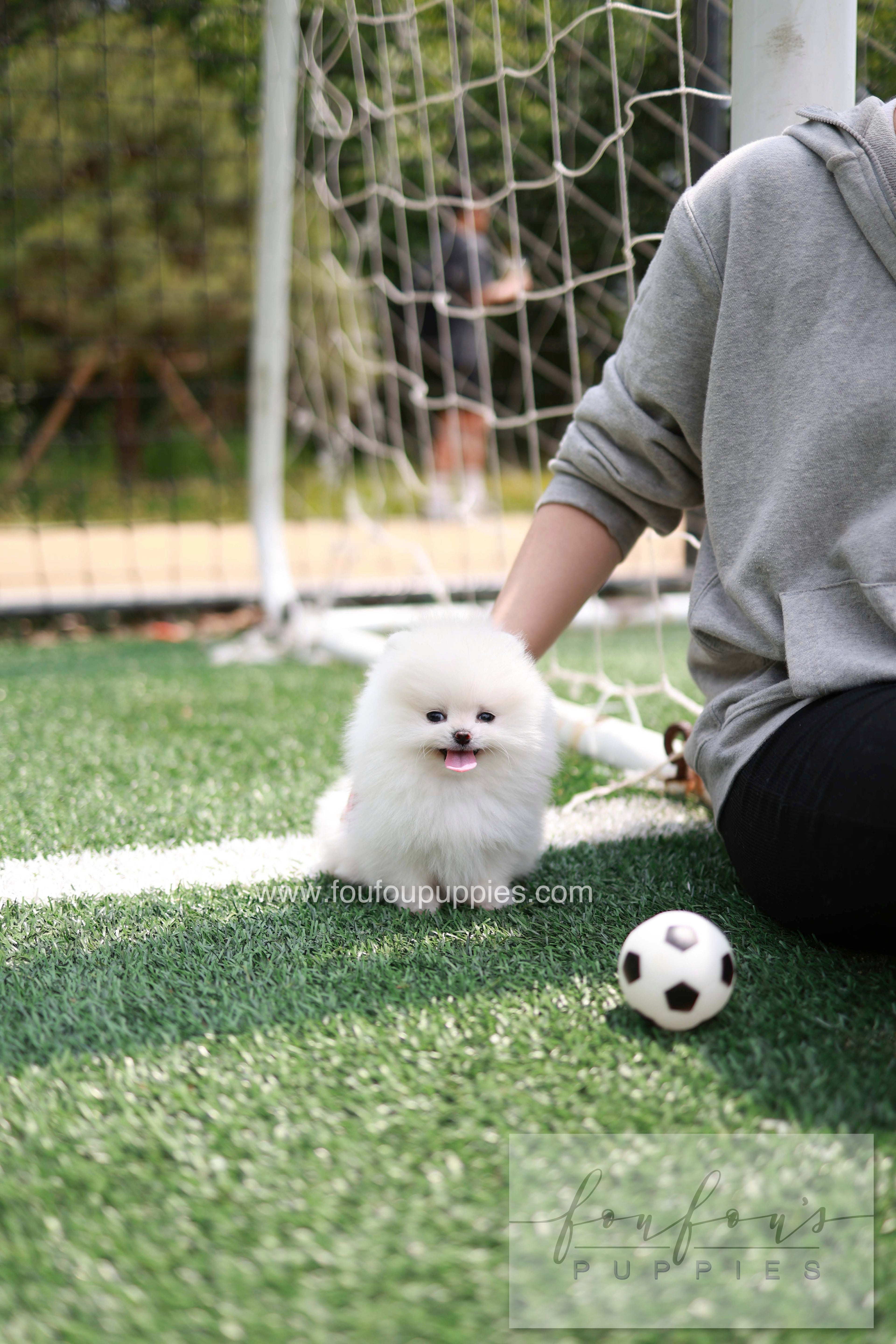 Jewel - Pomeranian F.