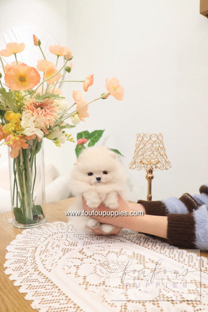 Jewel - Pomeranian F.