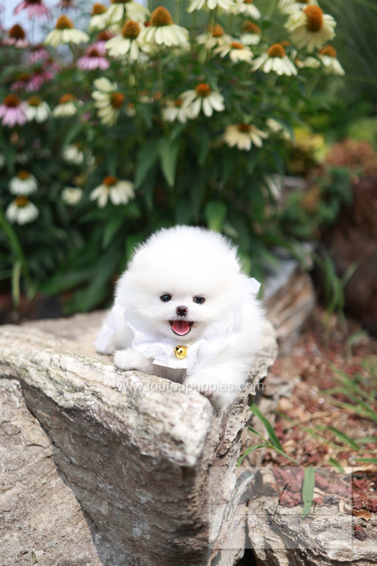 Maggie - Pomeranian F.