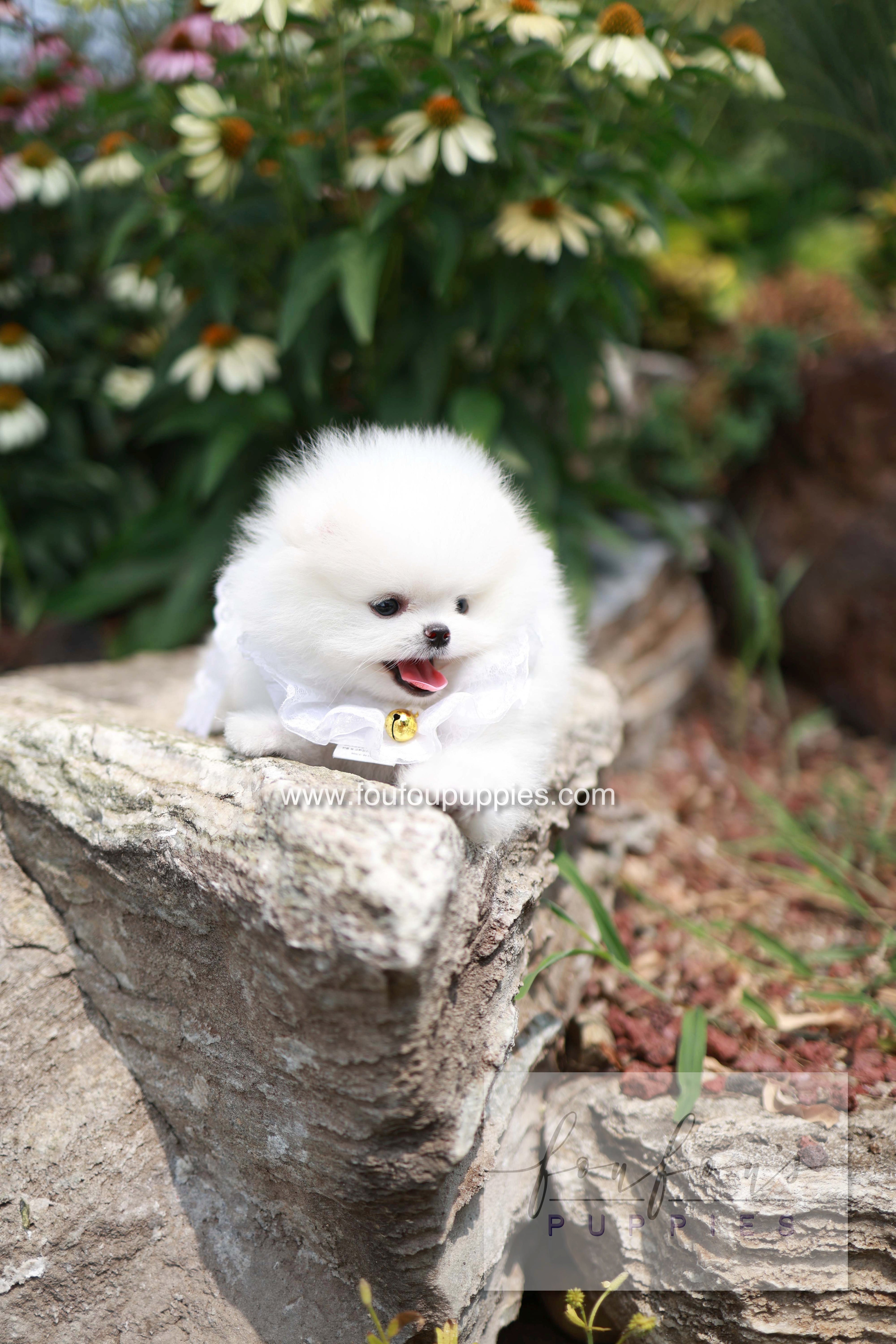 Maggie - Pomeranian F.