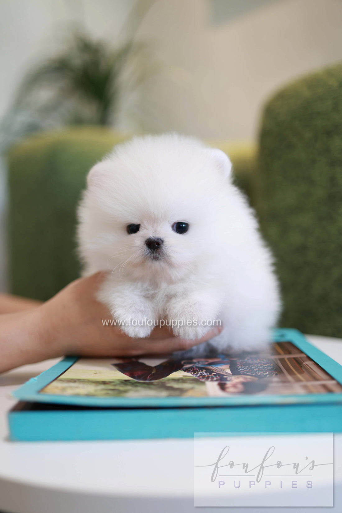 Pookie - Pomeranian M.