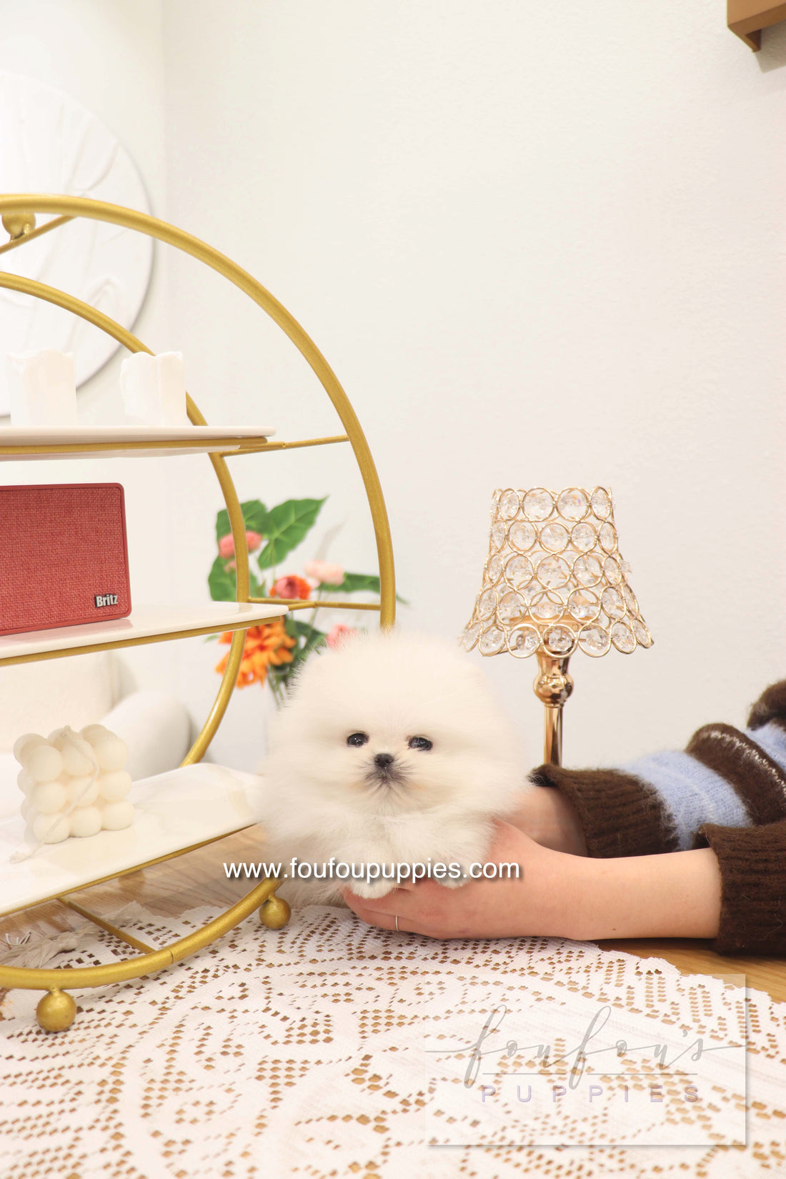 Benny - Pomeranian M.