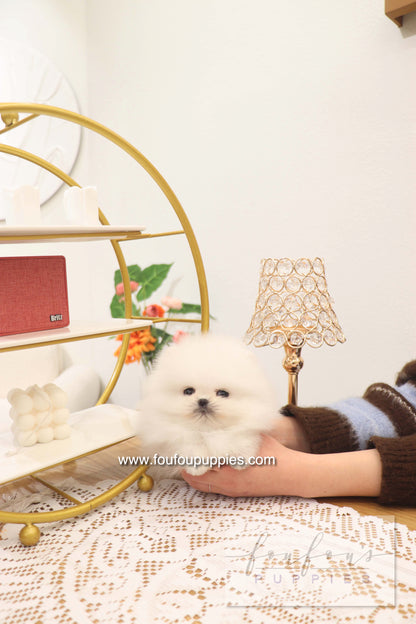 Benny - Pomeranian M.