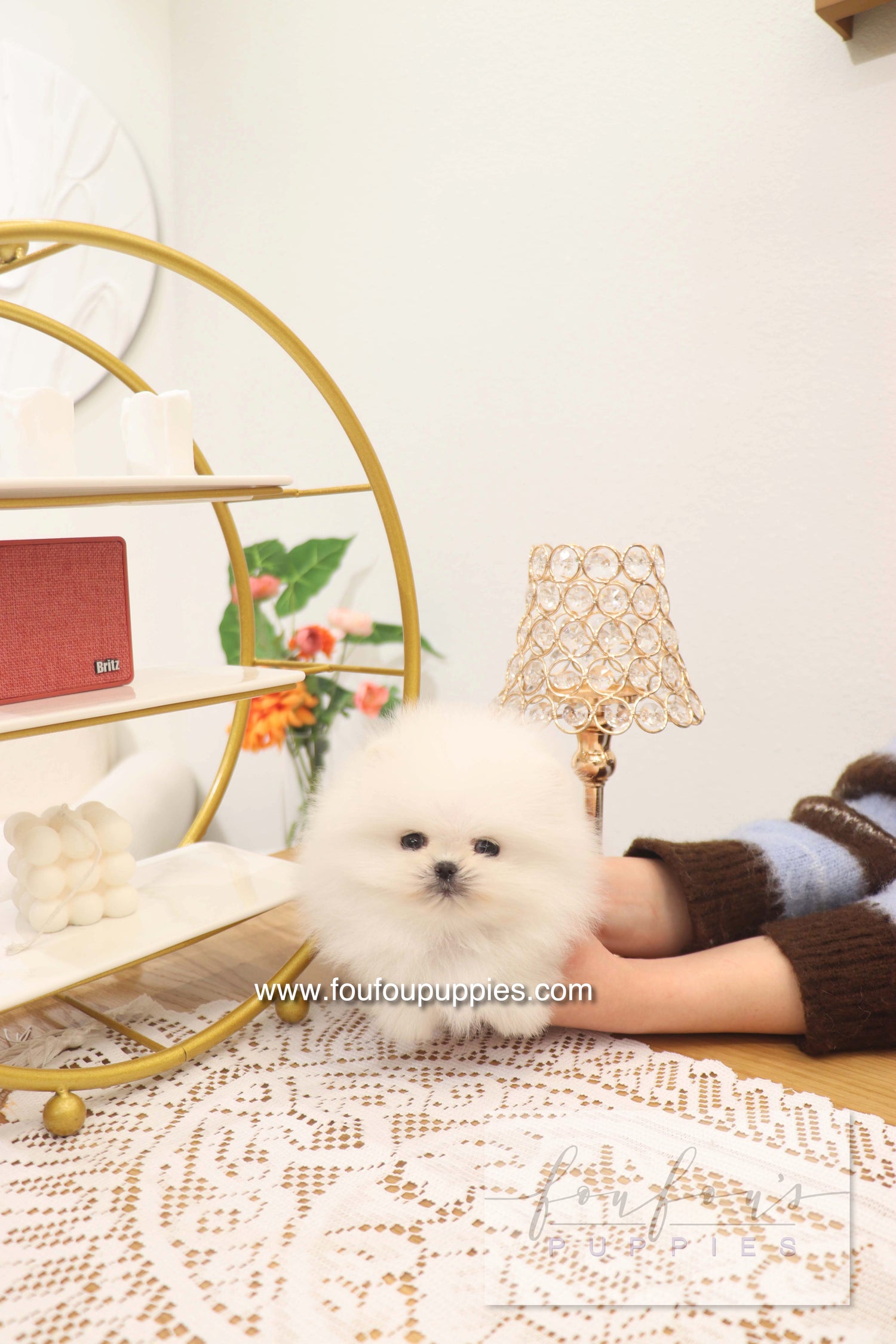 Benny - Pomeranian M.