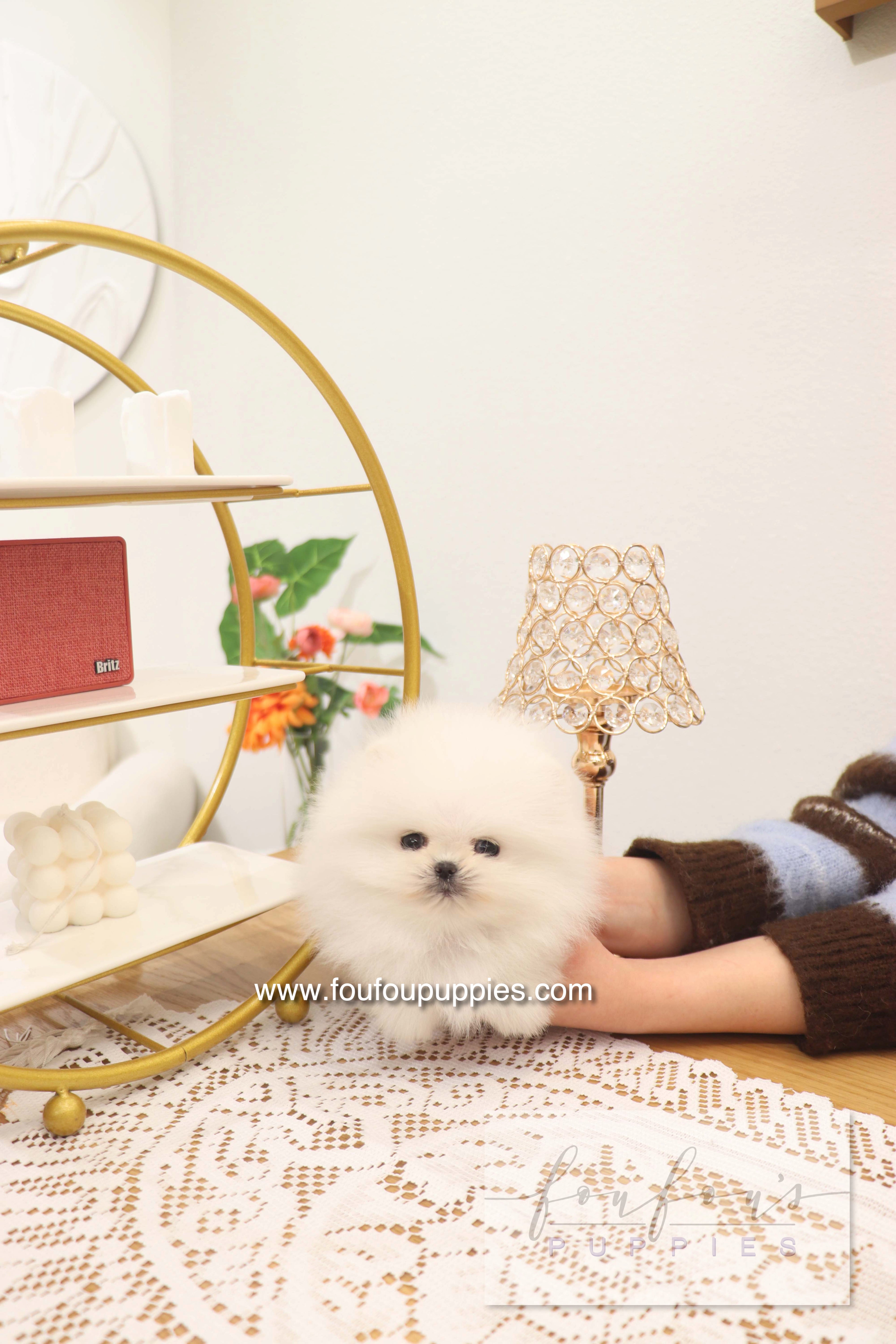 Benny - Pomeranian M.