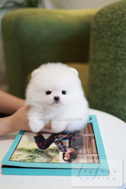 Pookie - Pomeranian M.