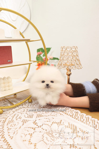 Benny - Pomeranian M.