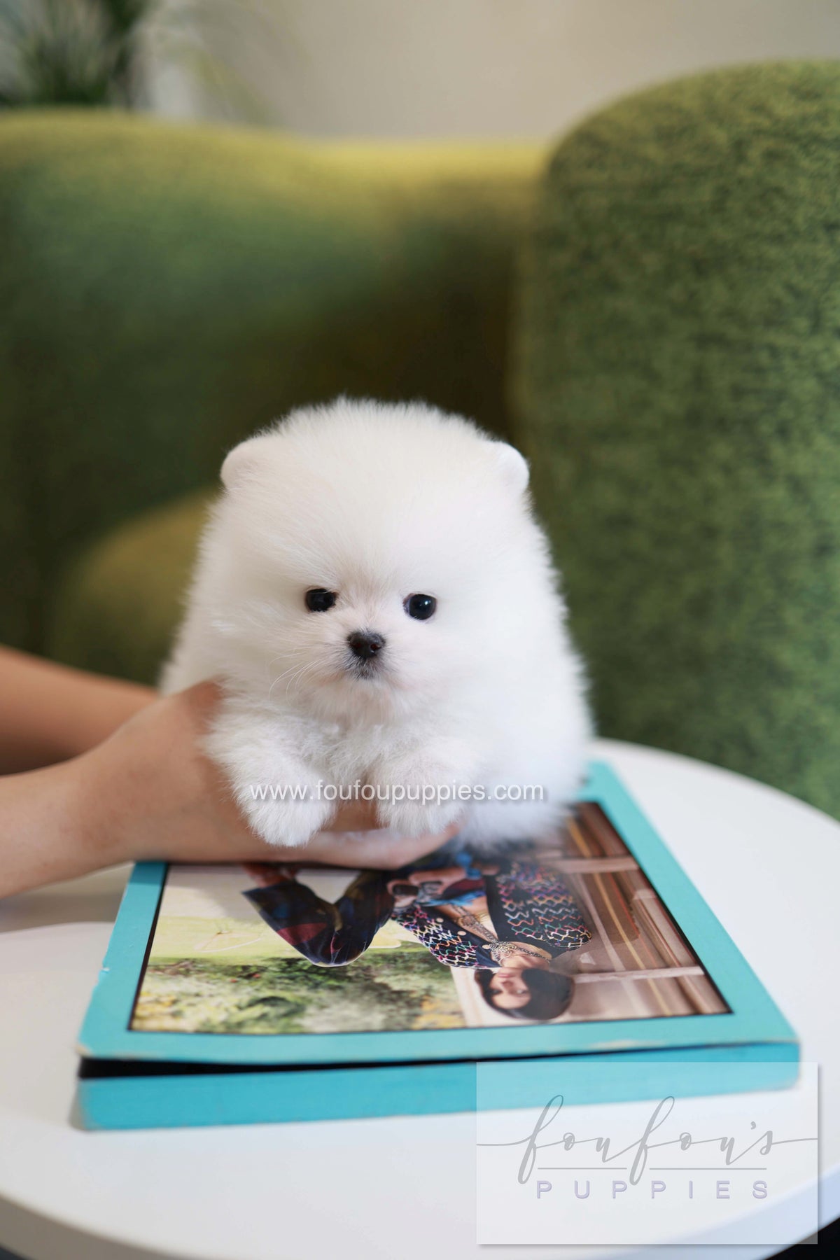 Pookie - Pomeranian M.