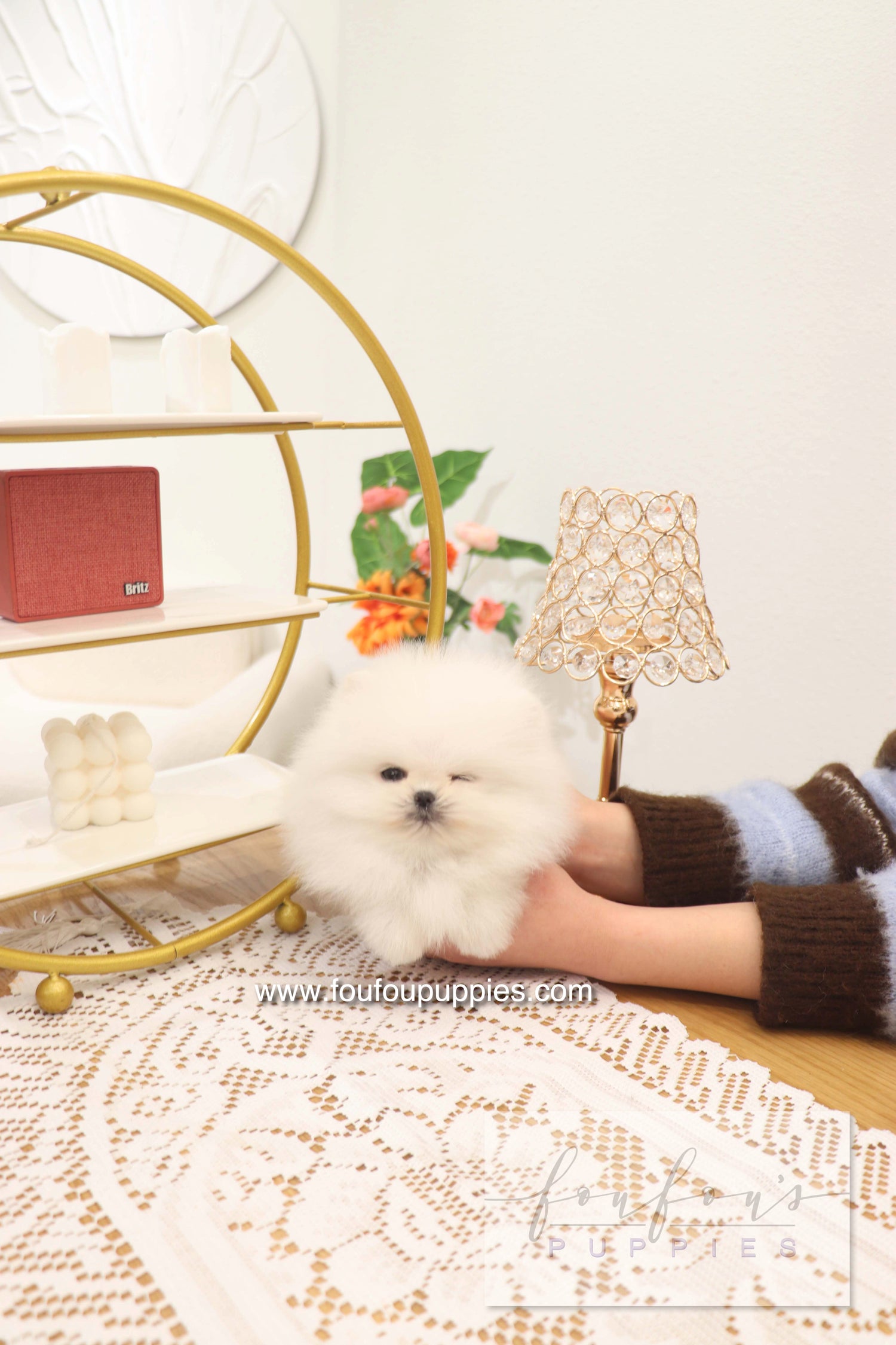 Benny - Pomeranian M.