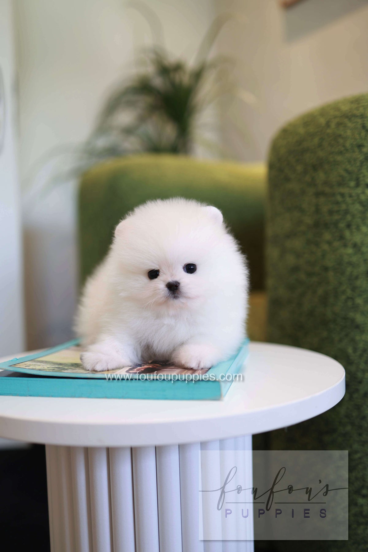 Pookie - Pomeranian M.