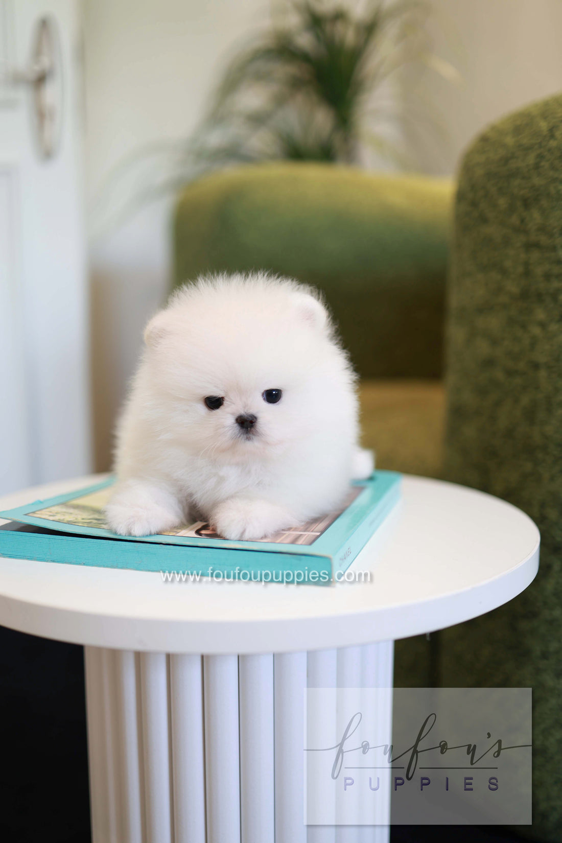 Pookie - Pomeranian M.