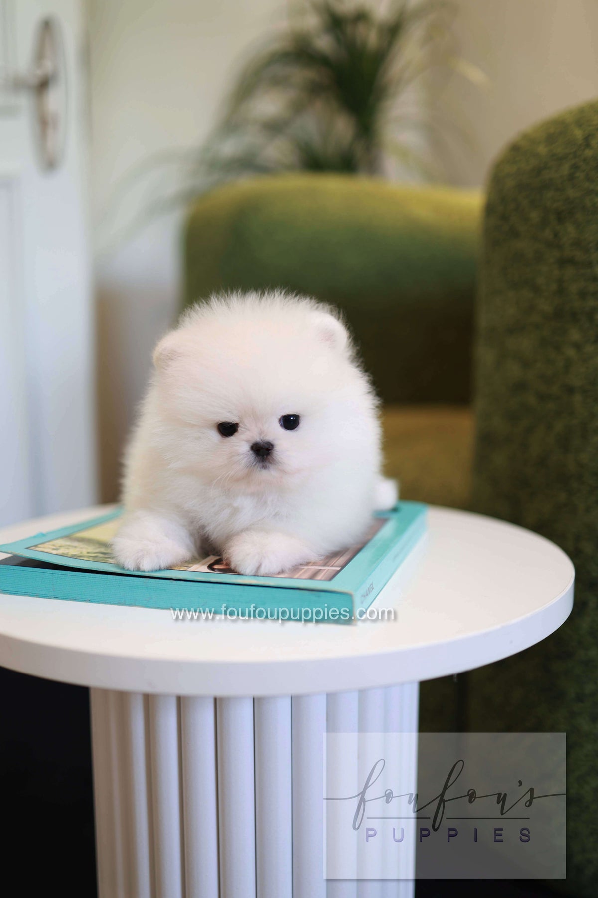 Pookie - Pomeranian M.