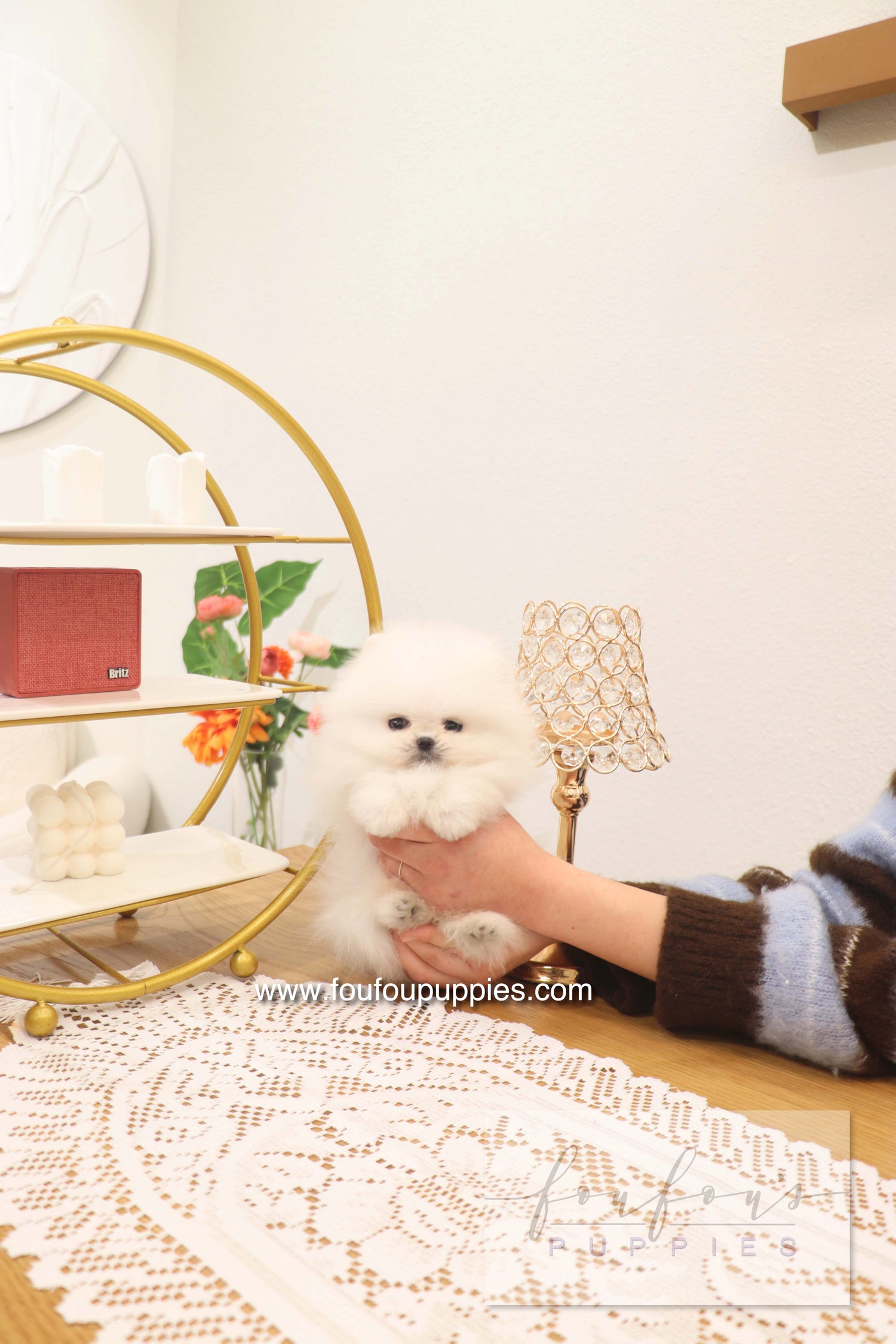 Benny - Pomeranian M.