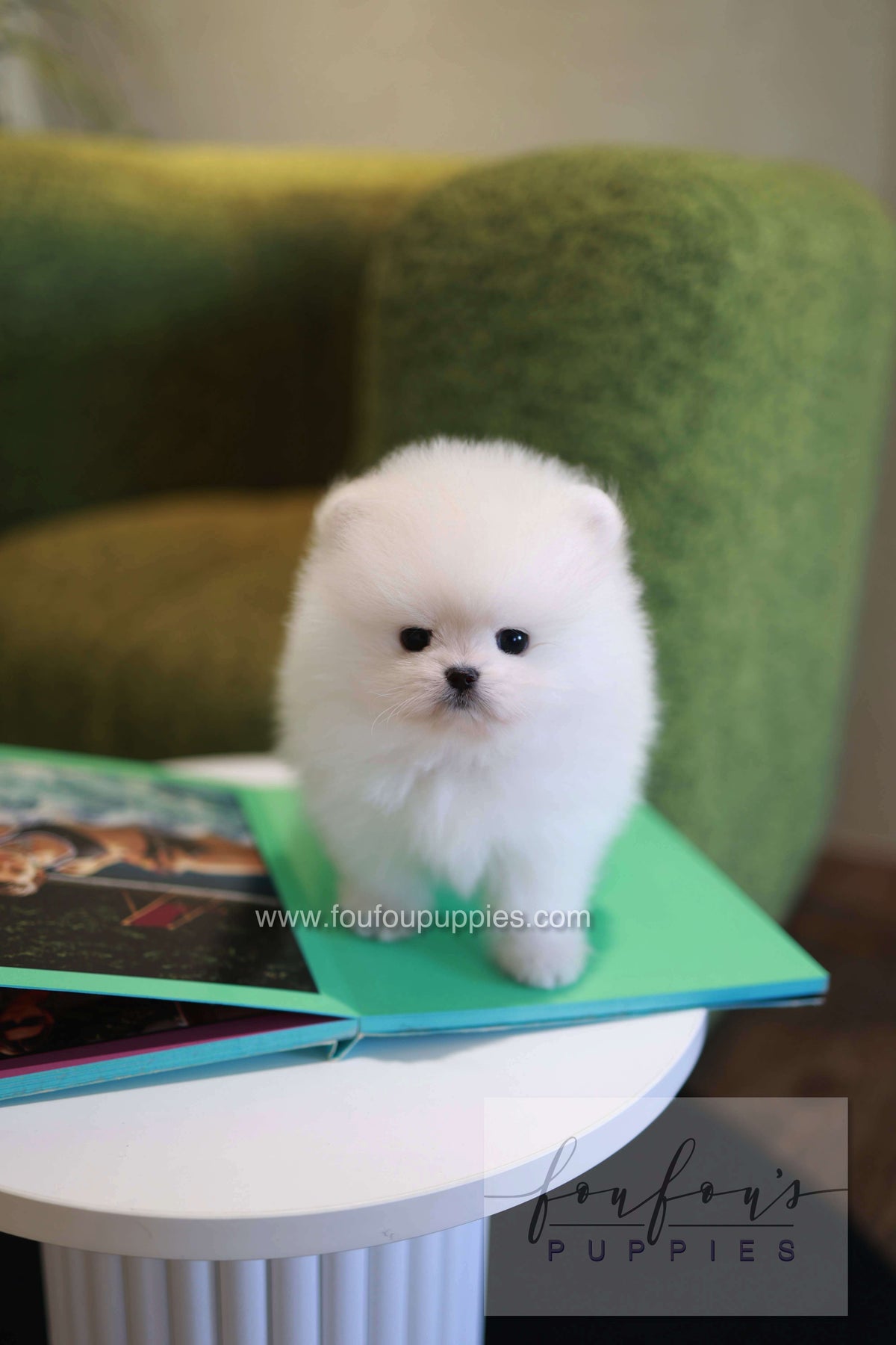 Pookie - Pomeranian M.