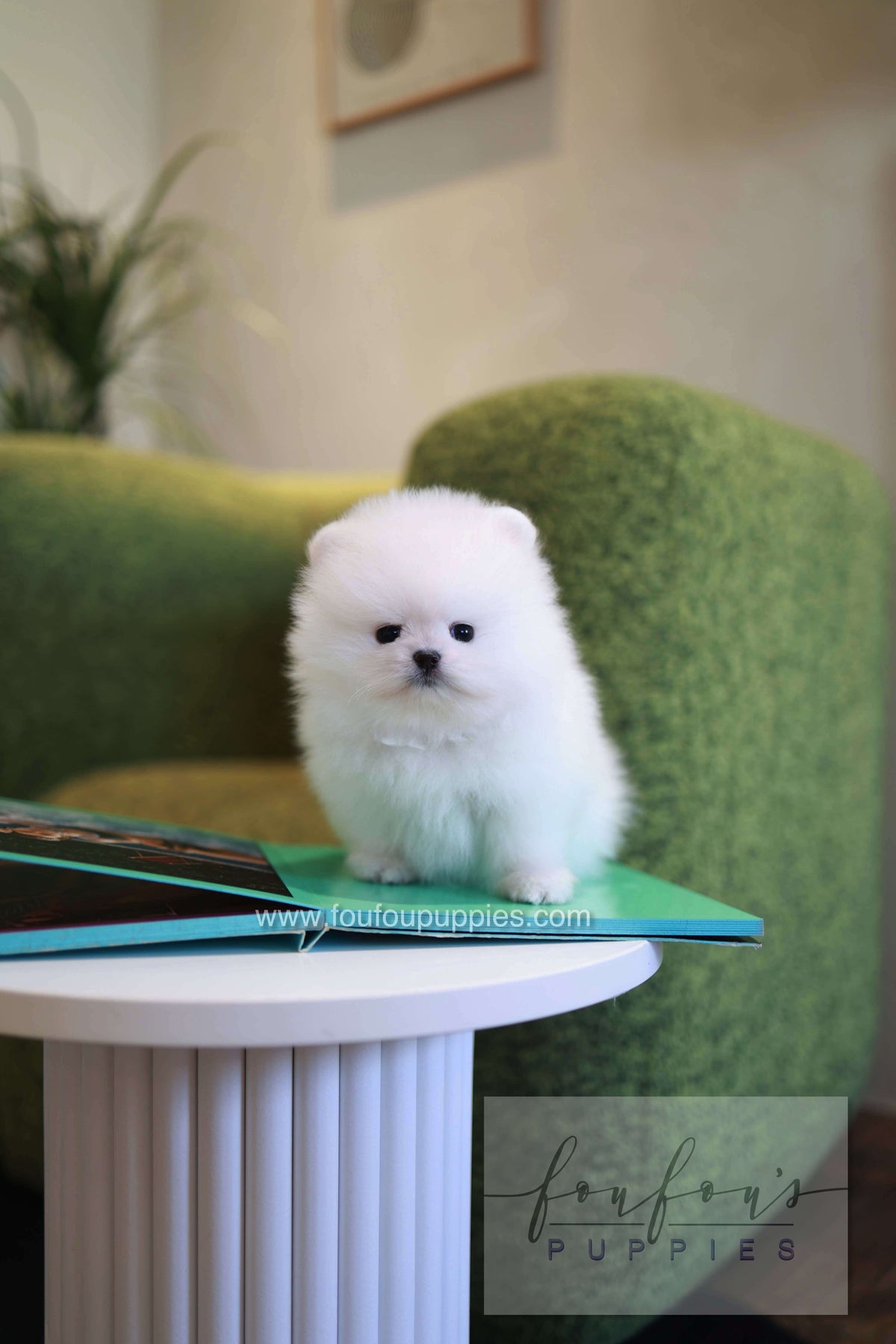 Pookie - Pomeranian M.