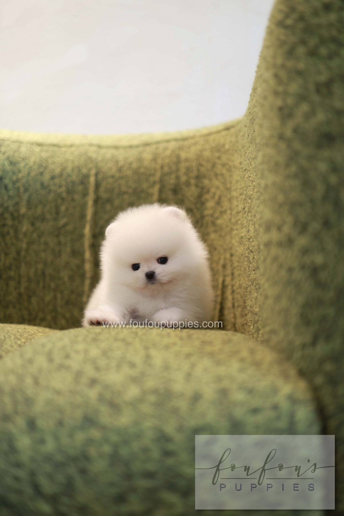 Pookie - Pomeranian M.