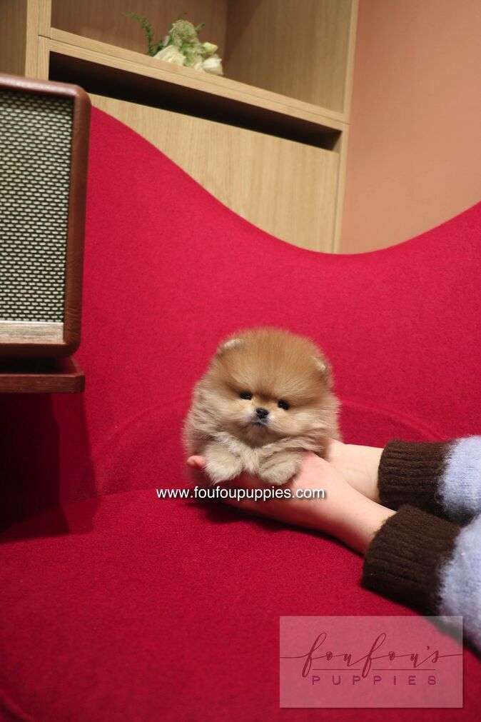 A small fluffy tan puppy sitting on a person&