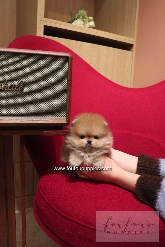 Boo - Pomeranian M.