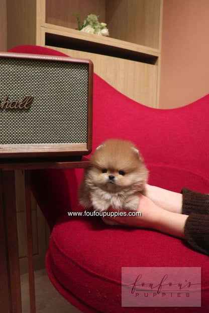 Boo - Pomeranian M.