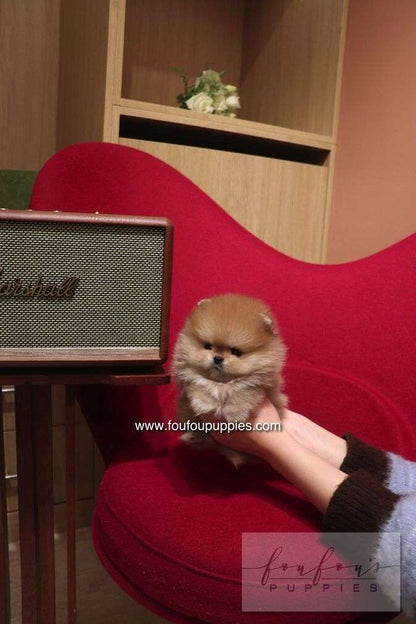 Boo - Pomeranian M.