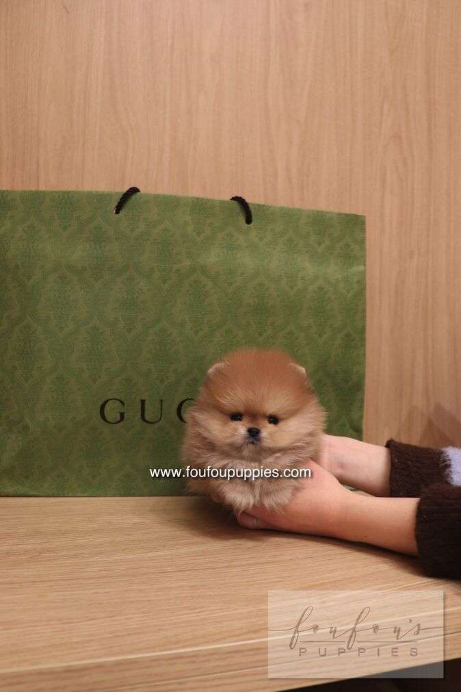 Boo - Pomeranian M.