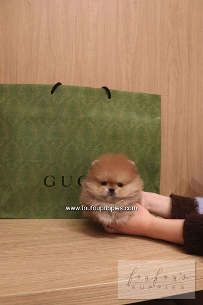 Boo - Pomeranian M.