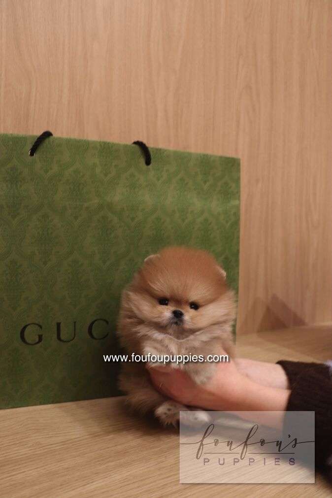 Boo - Pomeranian M.