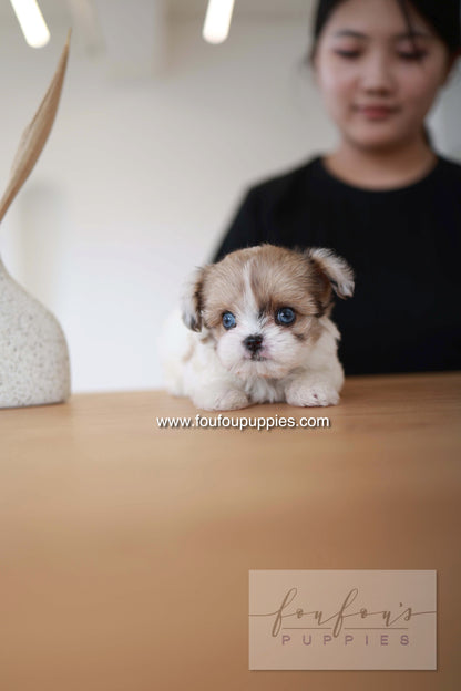 Bambi - Maltipoo F.