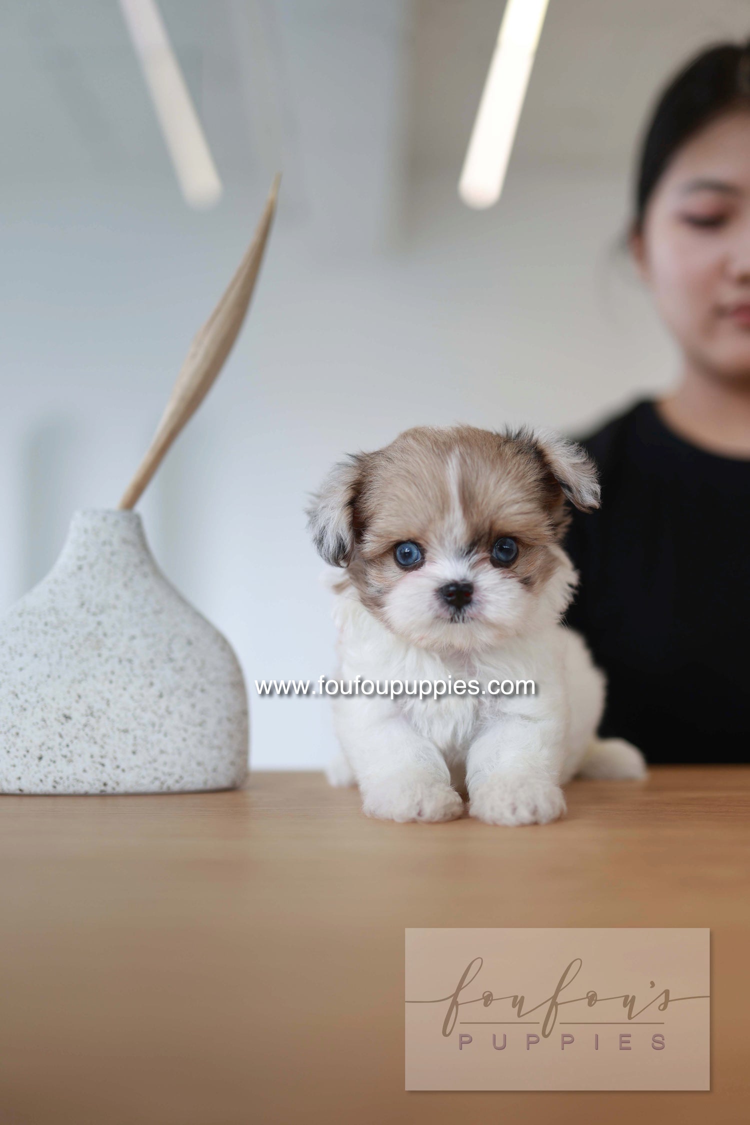 Bambi - Maltipoo F.