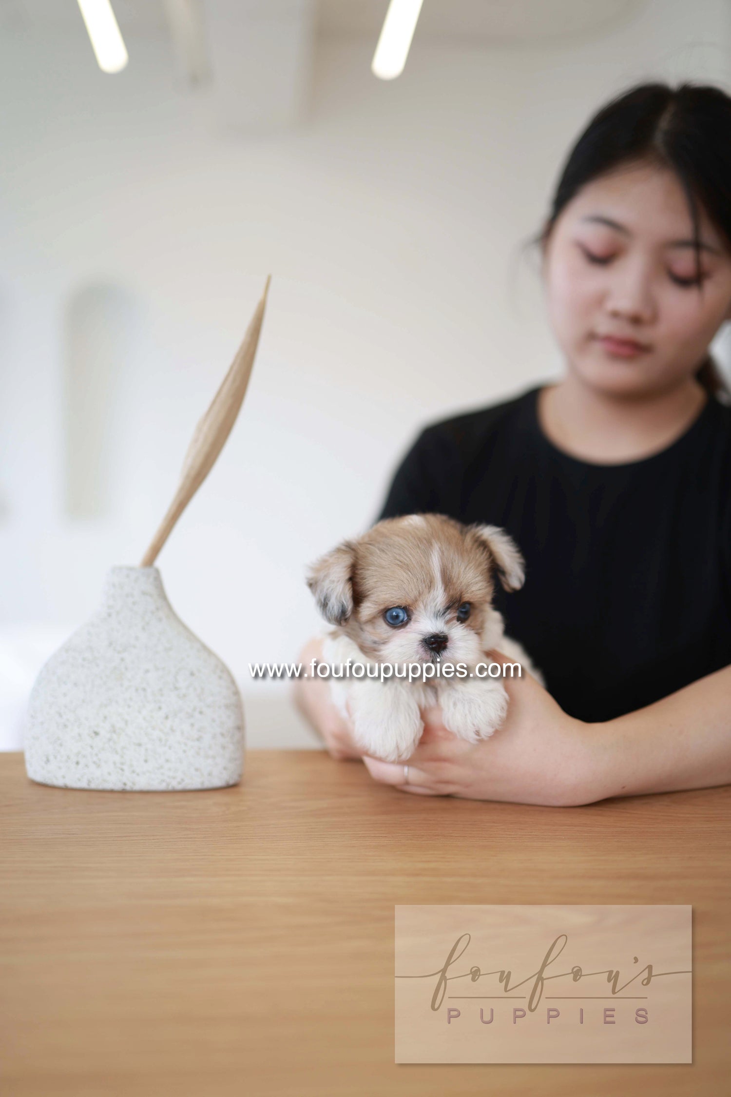 Bambi - Maltipoo F.