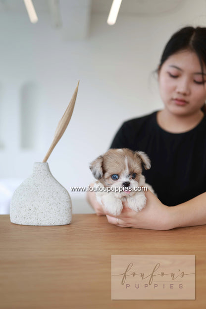 Bambi - Maltipoo F.
