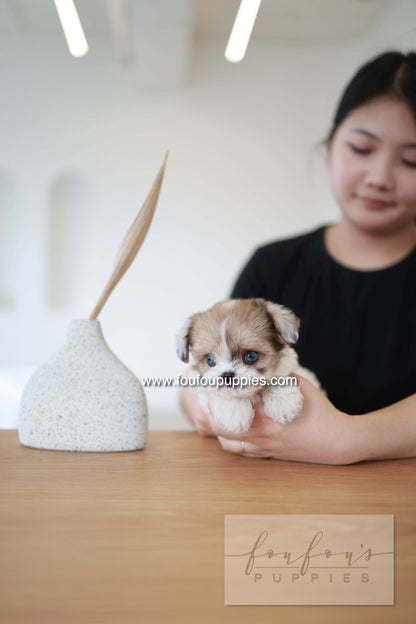 Bambi - Maltipoo F.